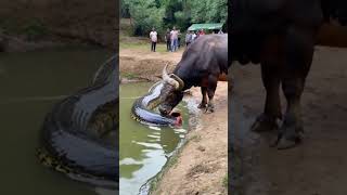 This video is absolutely beyond belief the buffalo actually ate half a python youtubeshorts [upl. by Scharf]