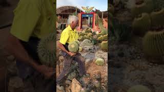 How to plant a cactus in the ground [upl. by Nert]