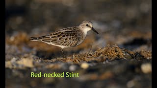 Red necked Stint [upl. by Einnel]