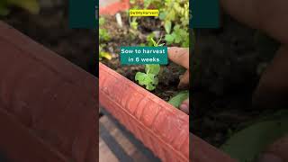 मटर कैसे लगाएं  How to grow pea shorts [upl. by Issor]