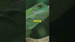 Flying Without Wings  Lizards Aerial Tricks [upl. by Tezile]