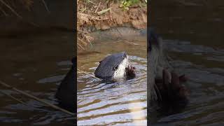 Cape Clawless Otter MalaMala Game Reserve in South Africa wildlife animalshorts africa otter [upl. by Wadlinger]