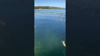 Balade en canoé  Le tapis des plantes aquatiques le long des rives du lac [upl. by Macdermot862]