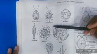 CHLOROPHYCEAE characters and VolvoxBSC 1ST YEAR [upl. by Soinski793]