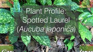 Aucuba Plant Profile [upl. by Nessaj368]