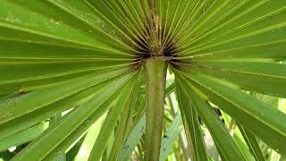 Saw Palmetto amp Cabbage Palm Plant ID  Learn the Difference [upl. by Wakefield]