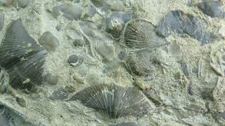 BRACHIOPODS [upl. by Auerbach]