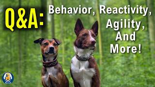 Reactivity Dog Behavior Nipping Agility Frustration And More QampA With Susan Garrett 283 [upl. by Wilkins]