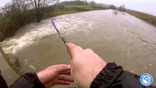 Siluro a light Spinning con Esca Siliconica  Strike in diretta  Silurus Glanis Catfish Game River [upl. by Avi]