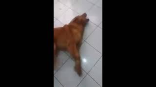 Cachorro reage aos fogos de artificio [upl. by Ativla181]