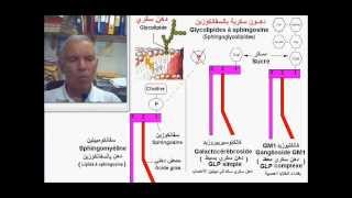 Glycolipides et groupes sanguins  الدهون السكرية [upl. by Attevroc675]