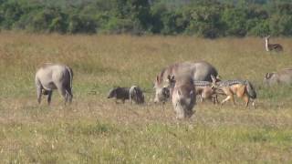 Blackbacked jackals hunting warthog piglets [upl. by Myrtle]