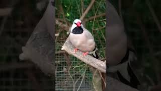 Diamante Codalunga finches aviarylife aviary [upl. by Bernie]