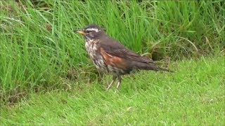 Redwing foraging [upl. by Sej]