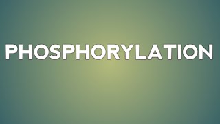 phosphorylation in Photosynthesis  Types of phosphorylation  Photophosphorylation  Nashdeep [upl. by Jenne65]