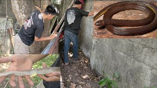 LUNGGA NG RATS SNAKE CALAMARIA SNAKE ANG LUMABAS [upl. by Dnalwor]