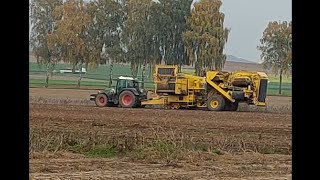 Tractor johndeere the beet harvester is from Ropa farming agriculture 🚜🔝🔥 [upl. by Burnaby802]