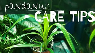 PANDANUS  How I care for Pandanus  Pandanus Care Tips [upl. by Filippo]