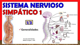 🥇 SISTEMA NERVIOSO SIMPÁTICO 13  Generalidades  ¡Explicación Sencilla [upl. by Teyut]