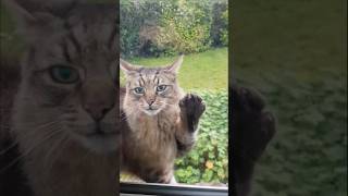 Let me in Fenton 😸 cat [upl. by Yrak]