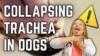 Is Collapsing Trachea deadly for my Dog  Dr Lindsay Vet Explains Treatment  Clinical signs [upl. by Aikym344]