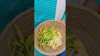 sampangi flowers harvesting in my gardenసంపంగిsampangi samygarden harvesting shortvideo [upl. by Ymar293]