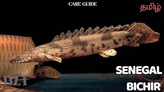 SENEGAL BICHIR  care guide தமிழ் [upl. by Alliscirp613]