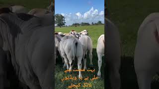 پسند آئے تو شیئر kraso [upl. by Anielram880]