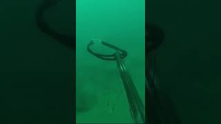 Croaker to the fall by Edu Falcon spearfishing fishing [upl. by Dupuy]