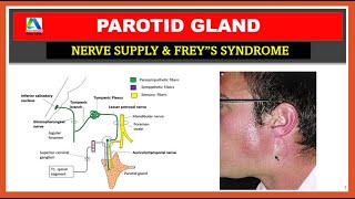 Parotid gland anatomy  parotid gland nerve supply  Freys syndrome [upl. by Idoux]