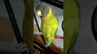 plum headed parrot speak  talking parrot  sweet voice  natural talking [upl. by Charisse951]