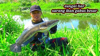 Rezeki nomplokmancing disungai liar gak nyangka dapat ikan sebesar ini  casting gabus  snakhead [upl. by Bogart]