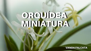 Tips CULTIVO de VANDA miniatura  ORQUÍDEA MINIATURA  Neofinetia falcata [upl. by Whitelaw]