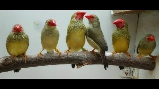 Star finches [upl. by Lapides996]