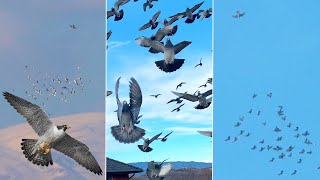 Falcons Marathon Chase  Racing Pigeons VS Raptors Ep3 [upl. by Ty]