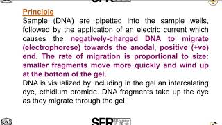 Agarose gel Electrophoresis by DrSRadha Assistant Professor of Microbiology [upl. by Aneleh134]