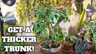 pruning jade plant for branching and thicker stem  care and propagation jadeplant succulents [upl. by Dierolf]