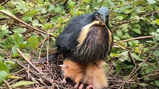 Black bittern Birds Little birds in a beautiful nest EP17 Beautiful Black bittern Birds [upl. by Tadashi788]