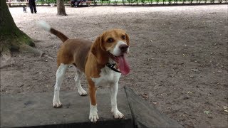 Beagle Barnie besucht den Hundeplatz im Schrevenpark Kiel [upl. by Talanian]