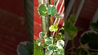 A closeup of a Ming Aralia plant with variegated leaves 🪴 [upl. by Mercy547]