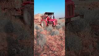 automobile massyfergusion farming massyferguson yt massy farmer massy375 trending trend [upl. by Licko]