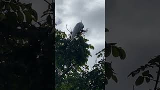 Sulphur crested cockatoo demolishing a fruit pod [upl. by Eilama]