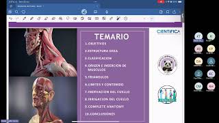 ANATOMIA DE CUELLO PHM [upl. by Adnohr]