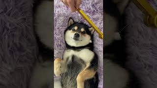 Manyu spa day dogsoftiktok cute littlemanyu asmr asmrvideo dogshorts trendingshorts [upl. by Hazelton]