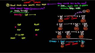 Pentose Phosphate Pathway Part 3 of 5  Control and Regulation Details [upl. by Raquel]