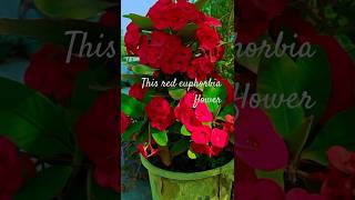 This red euphorbia flower my home garden viralvideolove  viralshort trending nature [upl. by Inajna]