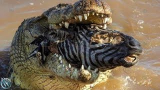 NILE CROCODILE ─ Even Lions and Hippos are Afraid of The King of African Rivers [upl. by Lobell]