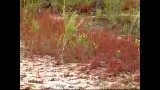 unique red Drosera filiformis in Florida [upl. by Kyl]