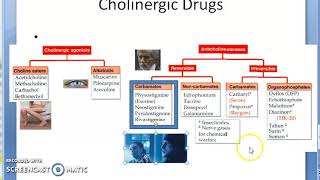 Pharmacology 101 c Parasympathetic Cholinergic Drugs Classify Classification Pilocarpine Neostigmine [upl. by Phene]