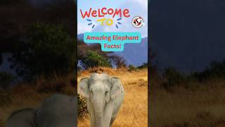 Animal Facts  Elephant  national geographic  learn about animals  Elephant facts  Facts [upl. by Oratnek]